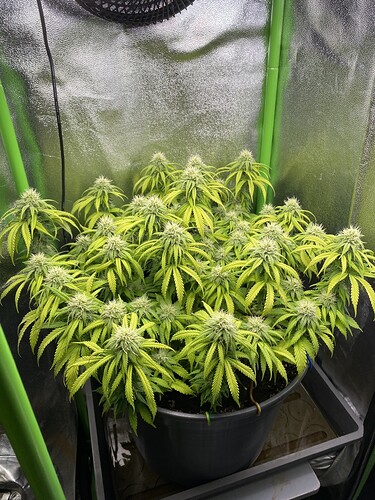 Growreport Bild 26
