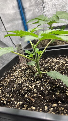 Growreport Bild 6