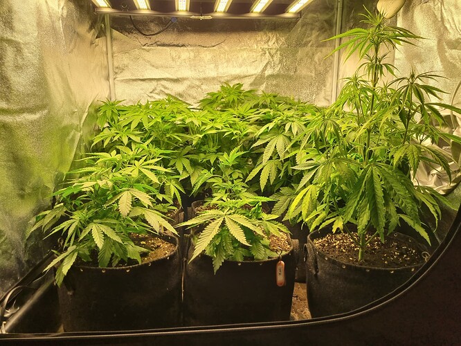 Mehrere Cannabis-Pflanzen in einem Zelt unter einer LED-Lampe. Die Pflanzen sind in schwarzen Stofftöpfen und zeigen Anzeichen von Wachstum.