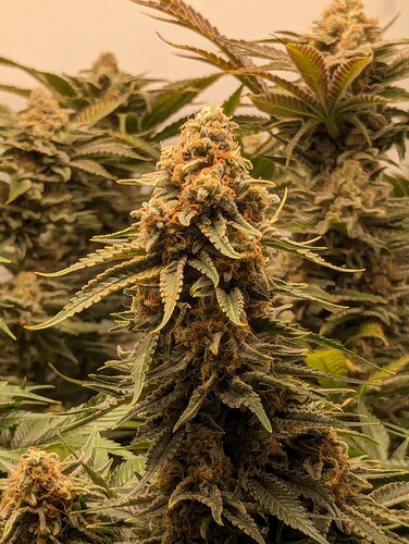 Growreport Bild 5