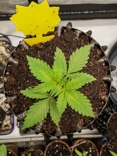 Growreport Bild 1
