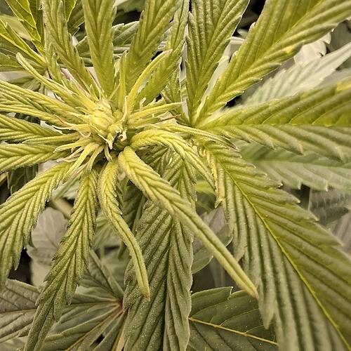Growreport Bild 34