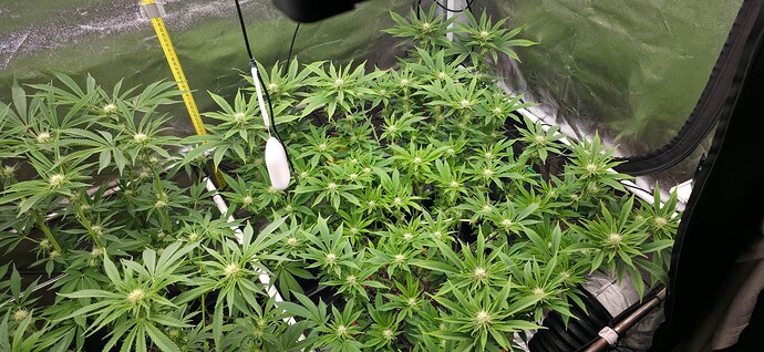 Growreport Bild 43