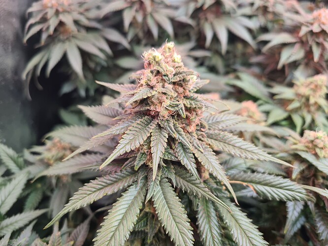 Growreport Bild 5