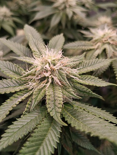 IMG_20250210_175951 - Kopie