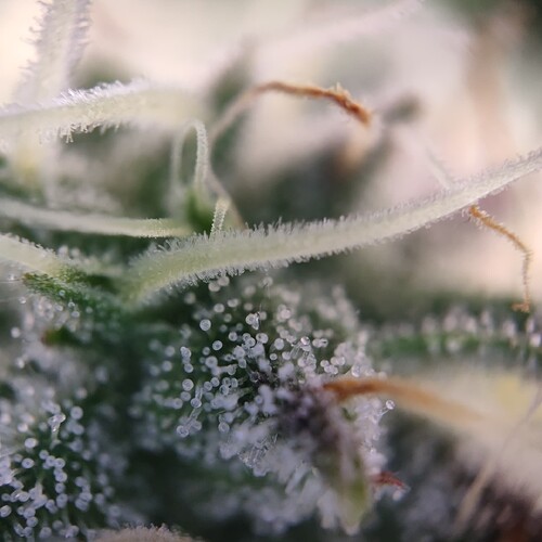 Growreport Bild 28