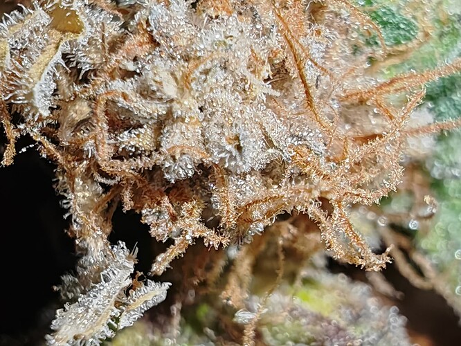 Growreport Bild 24