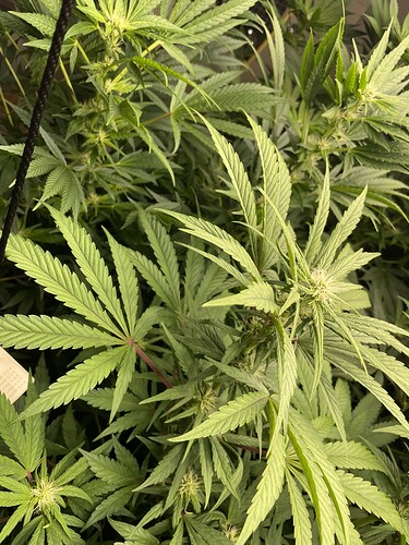 Growreport Bild 18