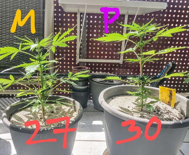 Growreport Bild 1