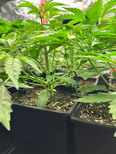 Growreport Bild 3