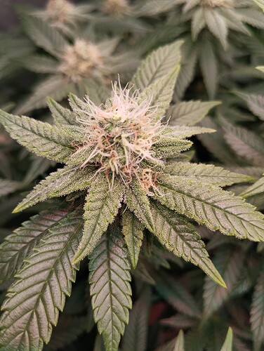 IMG_20250214_204635 - Kopie