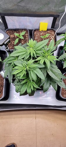 Growreport Bild 7