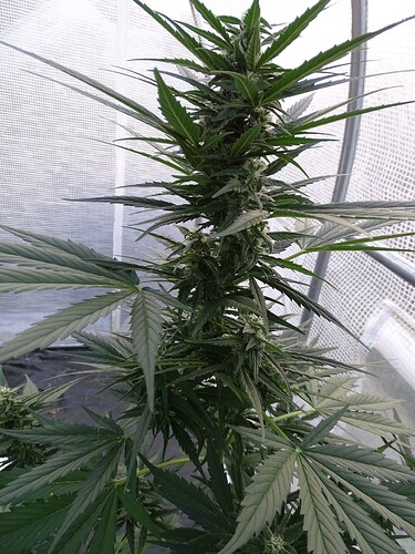 Growreport Bild 5