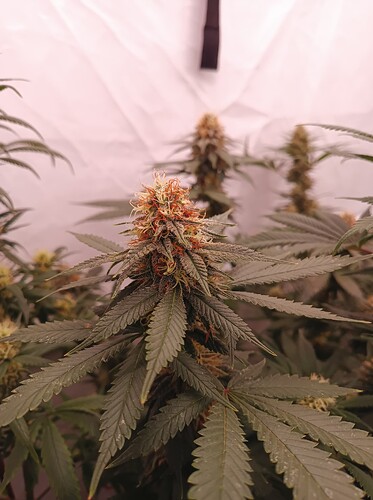 Growreport Bild 6