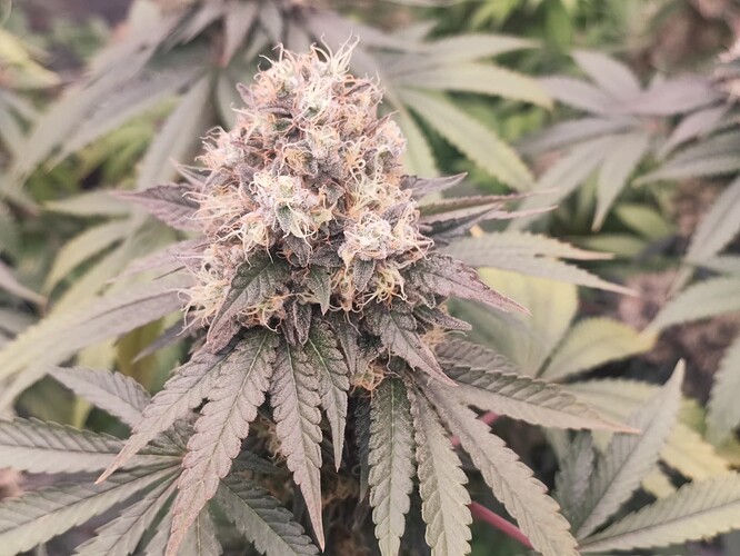 Growreport Bild 80