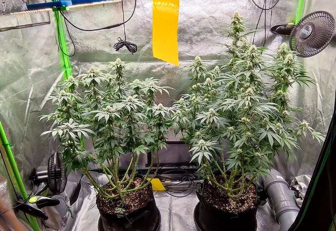 Growreport Bild 3