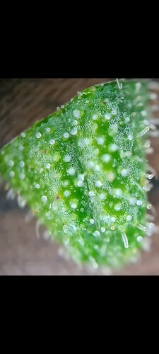 Screenshot_20240618_174309_Gallery