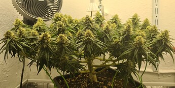 Growreport Bild 98