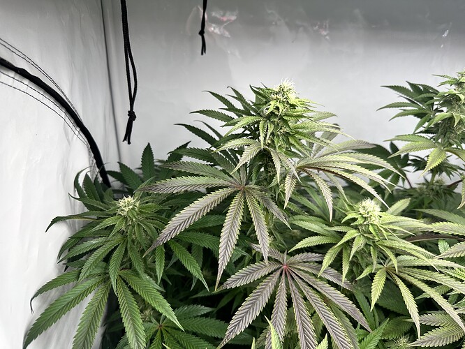 Growreport Bild 31