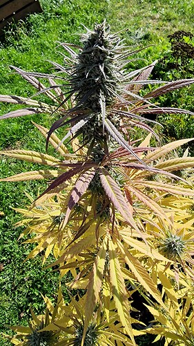 Growreport Bild 4