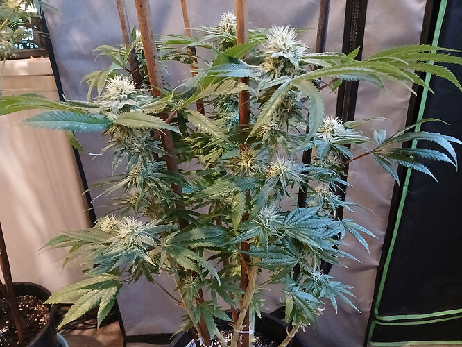 Growreport Bild 11