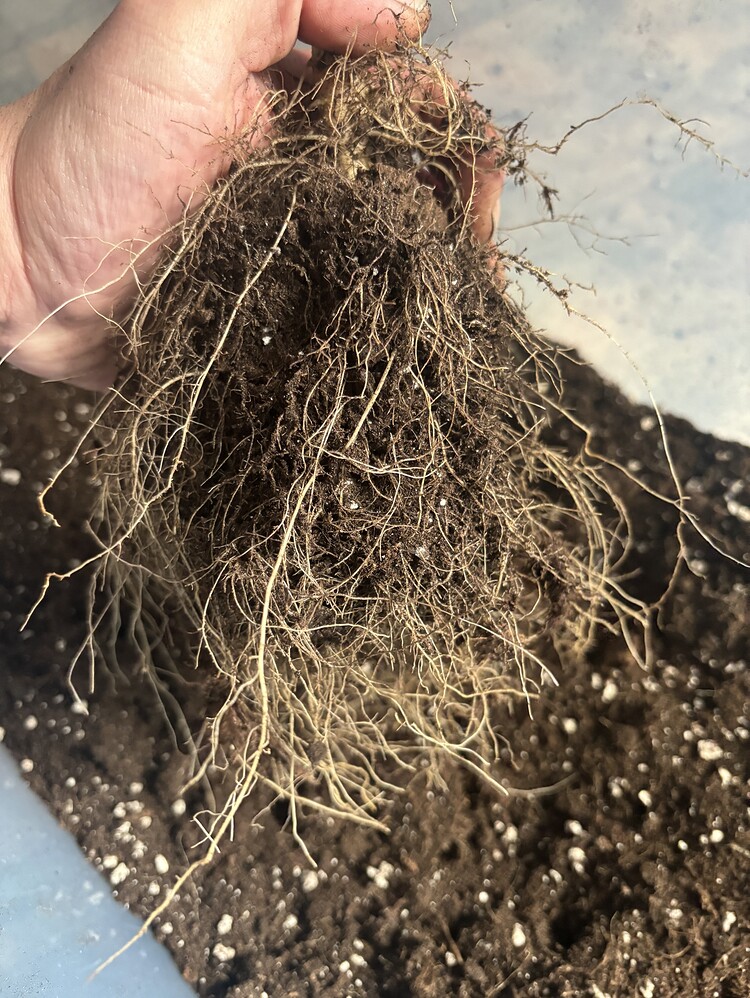 Vom Samen zu..., 1. Grow überhaupt - Colombian Jack