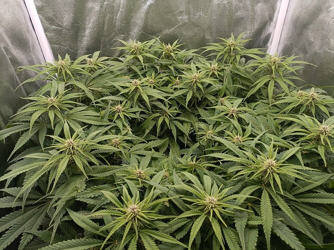 Growreport Bild 6