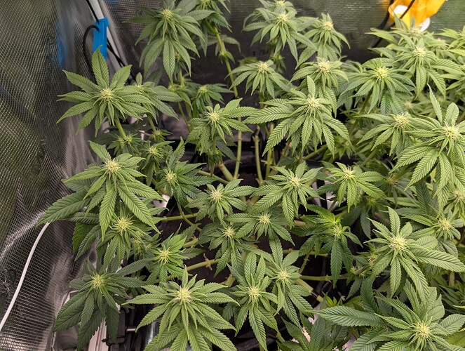 Growreport Bild 4
