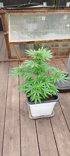Growreport Bild 8