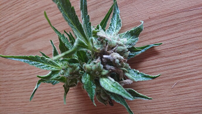Growreport Bild 14