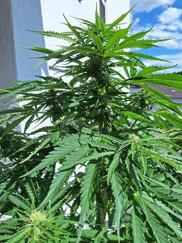 Growreport Bild 2