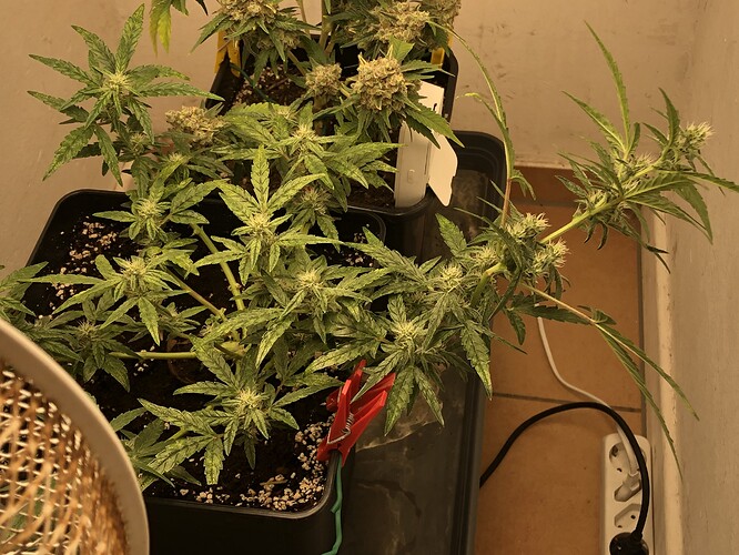Growreport Bild 1