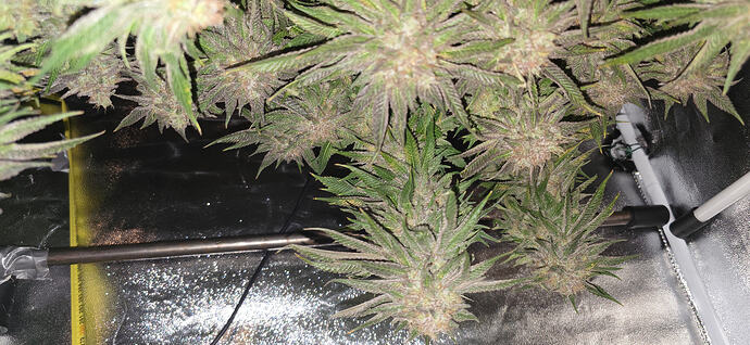 Growreport Bild 38