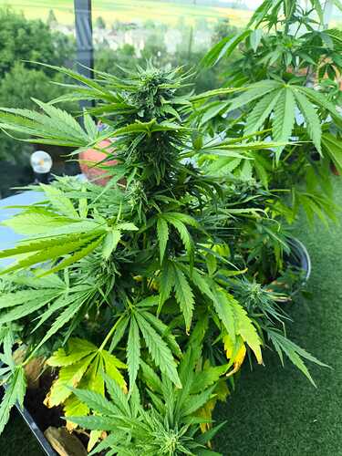 Jacky9-Bd-day 60