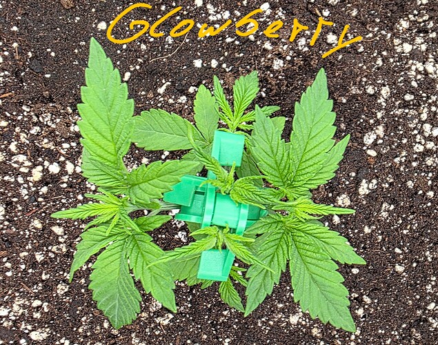 Growreport Bild 10