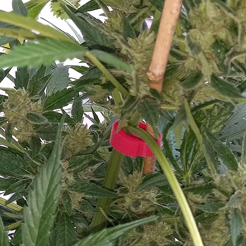 Growreport Bild 20