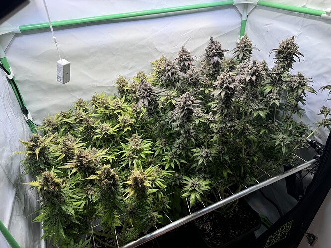 Growreport Bild 28