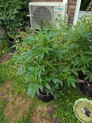 PXL_20250607_161039686