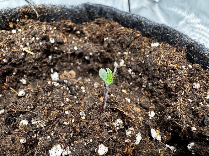 Growreport Bild 4