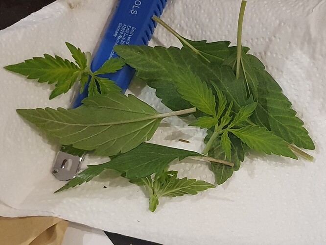 Growreport Bild 15