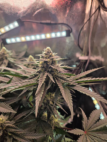Nahaufnahme eines Cannabis-Buds in der Blütephase unter LED-Beleuchtung in einer Growbox.