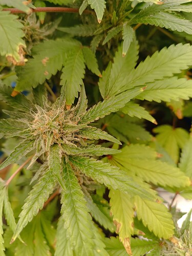 Growreport Bild 4