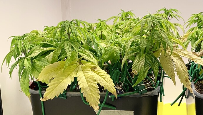 Growreport Bild 1