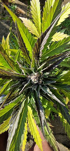 Growreport Bild 4