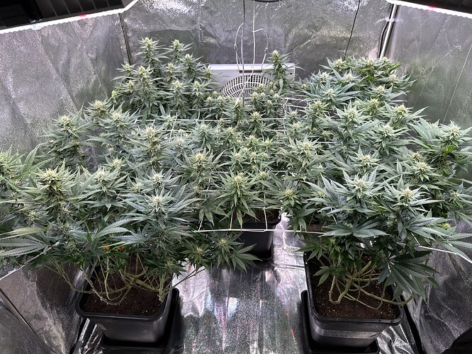 Growreport Bild 53