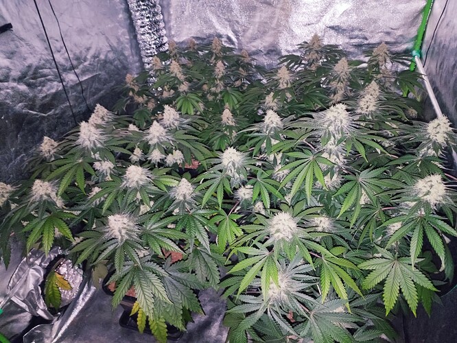 Growreport Bild 12
