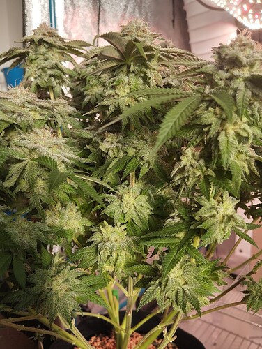 IMG_20250303_163139 - Kopie