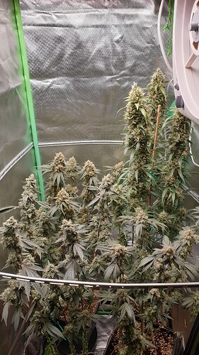 Growreport Bild 1