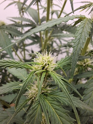 Growreport Bild 103
