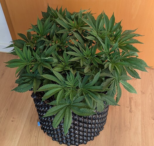 Growreport Bild 10